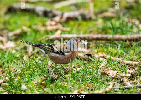 Chaffinch, uccello britannico con un pezzo di pane/cibo nel becco, primo piano. Foto Stock