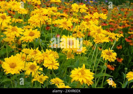 Giallo doppio eliopsis helianthoides varietà scabra, «Sommersonne» o «Summer Sun», falso girasole in fiore. Foto Stock