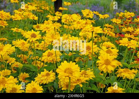 Giallo doppio eliopsis helianthoides varietà scabra, «Sommersonne» o «Summer Sun», falso girasole in fiore. Foto Stock