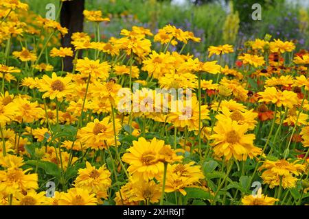 Giallo doppio eliopsis helianthoides varietà scabra, «Sommersonne» o «Summer Sun», falso girasole in fiore. Foto Stock