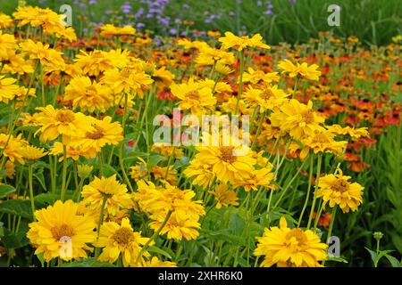 Giallo doppio eliopsis helianthoides varietà scabra, «Sommersonne» o «Summer Sun», falso girasole in fiore. Foto Stock