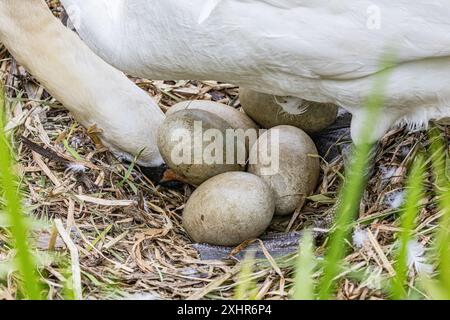 Swan usa il becco per girare le uova da vicino Foto Stock