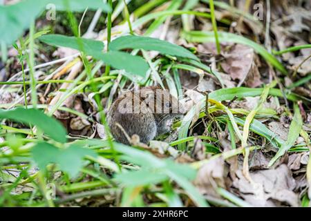 Banchina, piccola e carina, vigile e vigile seduta tra le lettiere sul fondo della foresta Foto Stock