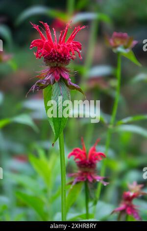 Balsamo d'oro (Monarda didyma), noto anche come ortica indiana o monard scarlatta, gocce di pioggia, Renania settentrionale-Vestfalia, Germania Foto Stock