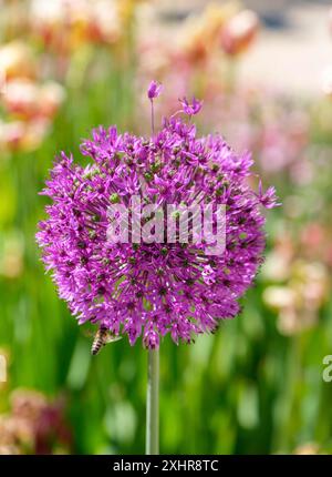 Porri ornamentali (Allium sp.), infiorescenza, Renania settentrionale-Vestfalia, Germania Foto Stock