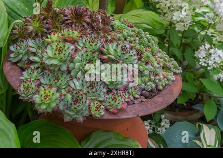 Houseleek (Sempervivum) in una ciotola di ferro, Germania Foto Stock