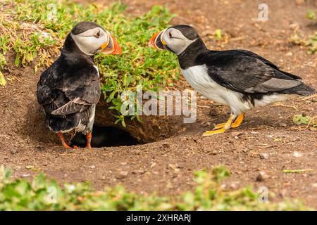 Puffins, nome scientifico: Fratercula arctica. Primo piano di un paio di pulcinelle di mare dell'Atlantico che sorvegliano la loro tana che contiene la loro pulcinella. N Foto Stock