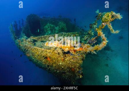 Vista della prua anteriore del piccolo relitto parzialmente ricoperto di anemoni gialli (Parazoanthus axinellae) al largo della costa orientale di Maiorca, nel Mediterraneo Foto Stock