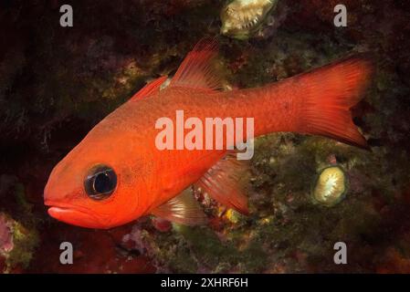 Primo piano di cardinalfish (Apogon imberbis) Cardinalfish rosso del Mediterraneo, Mar Mediterraneo, Mar Tirreno, Italia Foto Stock