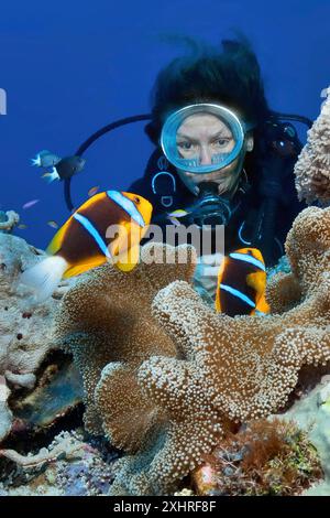 Subacqueo che guarda un paio di pesci pagliaccio a pinna arancione (Amphiprion chrysopterus) a distanza ravvicinata anemonefish a banda blu in cui vive il pesce pagliaccio Nemo damigella Foto Stock