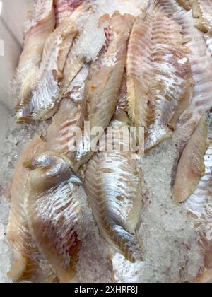 Esposizione di pesce pescato pesce fresco filetti di scorfano filetti di scorfano (Sebastes norvegicus) su ghiaccio in bancone refrigerato di Foto Stock