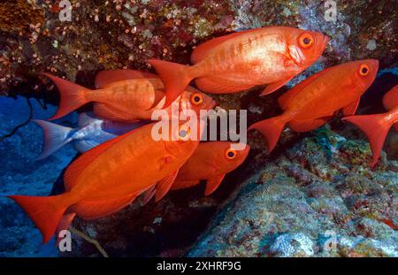 Shoal Group (gruppo di cinque esemplari) di Perch bigeye comune (Priacanthus hamrur) Reef bigeye Perch Indo-Pacifico Bigeye Perch, Mar Rosso, Indo-Pacifico Foto Stock