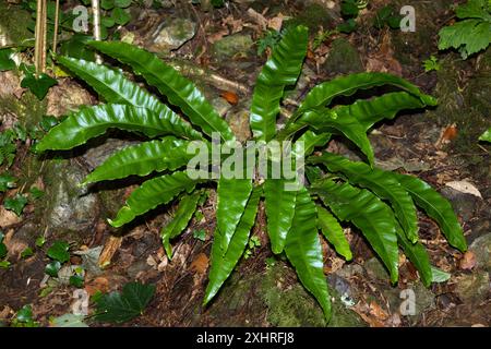 L'Asplenium scolopendrium (felce della lingua di hart) è una felce sempreverde originaria dell'emisfero settentrionale. Cresce in terreni ricchi di calce nei boschi decidui. Foto Stock