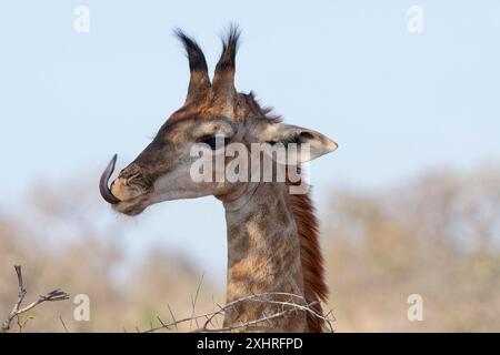 Giraffa sudafricana (Giraffa camelopardalis giraffa), giovane animale che lecca le labbra, lingua fuori, ritratto di animali, primo piano della testa, Kruger National Par Foto Stock