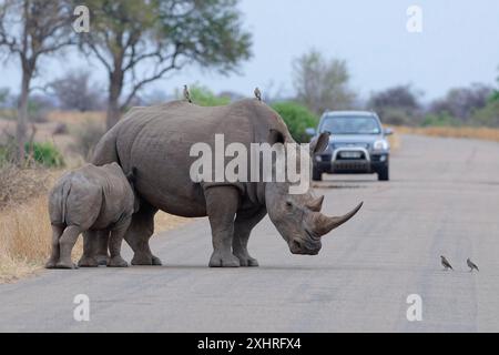 Rinoceronti bianchi meridionali (Ceratotherium simum simum) circondati da uccelli, vitello suzione madre sulla strada asfaltata, di fronte a un'auto fissa, K. Foto Stock