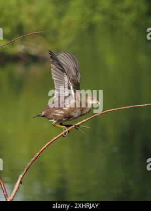 I giovani moorhen si divertono a scalare i prati dove spesso prendono il volo alimentando le loro ali. Foto Stock