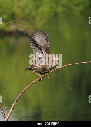 I giovani moorhen si divertono a scalare i prati dove spesso prendono il volo alimentando le loro ali. Foto Stock