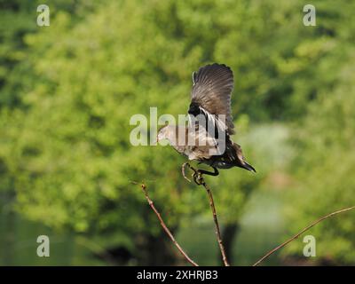 I giovani moorhen si divertono a scalare i prati dove spesso prendono il volo alimentando le loro ali. Foto Stock