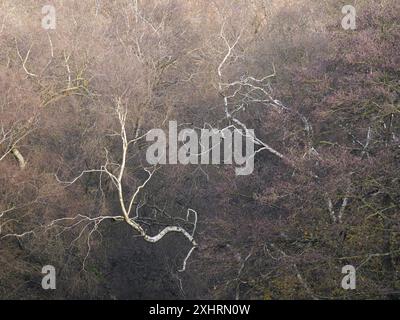 La campagna e i boschi dello Shropshire meridionale sono stati visti da Caer Caradoc vicino a Church Stretton, Shropshire, Regno Unito Foto Stock