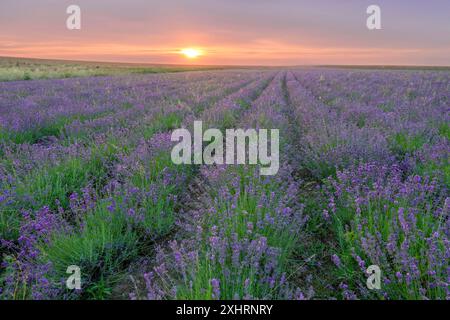 Campo di lavanda nel Lipperland vicino Detmold Germania Foto Stock