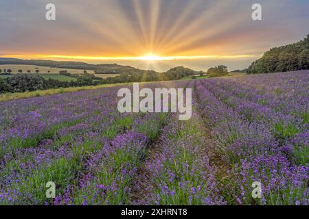 Campo di lavanda nel Lipperland vicino Detmold Germania Foto Stock