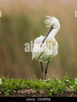 Beccuccio eurasiatico (Platalea leucorodia) noto anche come beccuccio, piume decorative sulla testa, splendido piumaggio, zona d'acqua poco profonda, zona costiera Foto Stock