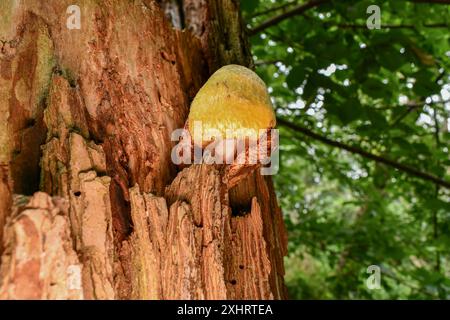 Silky Rosegill Foto Stock