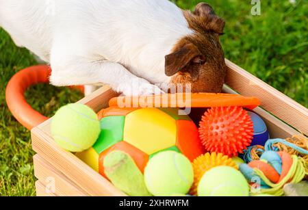 Cane in cerca del suo giocattolo preferito in una scatola piena di palle e giocattoli per animali domestici Foto Stock