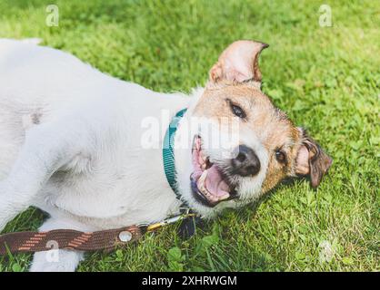 Cane sorridente al guinzaglio all'ombra mentre riposa nelle calde giornate estive Foto Stock