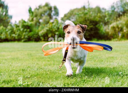Happy dog che tiene il guinzaglio in bocca camminando nel parco in cui sono ammessi gli animali domestici Foto Stock