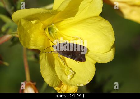 Sottobosco giallo con bordi larghi minori (Noctua janthe) o giallo di Langmaid (Noctua janthina). Sul fiore giallo di primula serale Foto Stock