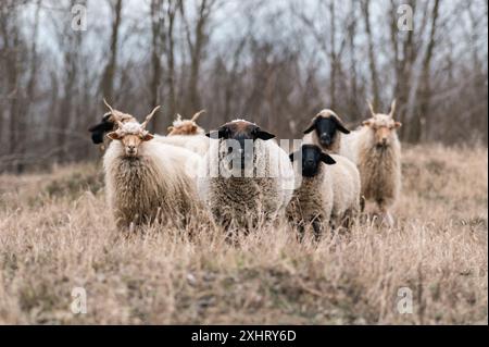 Gregge di racka ungheresi e di pecore inglesi del suffolk sul campo in inverno Foto Stock