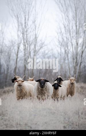 Gregge di racka ungheresi e di pecore inglesi del suffolk sul campo in inverno Foto Stock