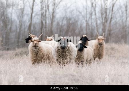 Gregge di racka ungheresi e di pecore inglesi del suffolk sul campo in inverno Foto Stock