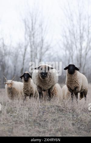 Gregge di racka ungheresi e di pecore inglesi del suffolk sul campo in inverno Foto Stock