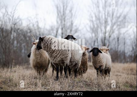 Gregge di racka ungheresi e di pecore inglesi del suffolk sul campo in inverno Foto Stock