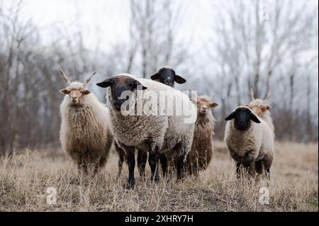 Gregge di racka ungheresi e di pecore inglesi del suffolk sul campo in inverno Foto Stock