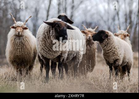 Gregge di racka ungheresi e di pecore inglesi del suffolk sul campo in inverno Foto Stock