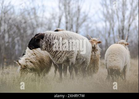 Gregge di racka ungheresi e di pecore inglesi del suffolk sul campo in inverno Foto Stock