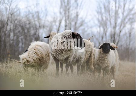 Gregge di racka ungheresi e di pecore inglesi del suffolk sul campo in inverno Foto Stock