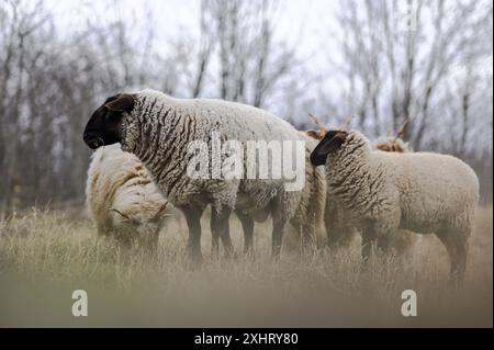 Gregge di racka ungheresi e di pecore inglesi del suffolk sul campo in inverno Foto Stock