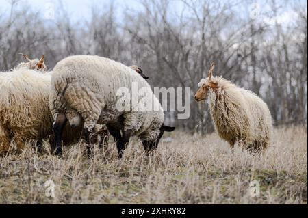 Gregge di racka ungheresi e di pecore inglesi del suffolk sul campo in inverno Foto Stock