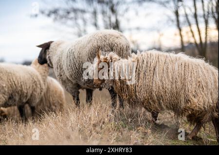 Gregge di racka ungheresi e di pecore inglesi del suffolk sul campo in inverno Foto Stock