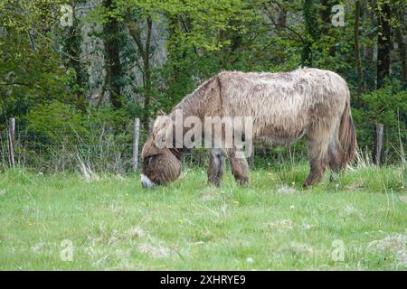 Un mulo che pascolava in un campo Foto Stock