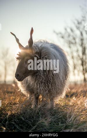 Pecore ungheresi Racka pascolano su un campo e in una foresta durante il tramonto Foto Stock