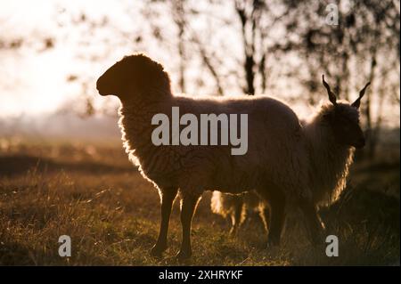 Le pecore del Suffolk ungherese e del Suffolk inglese pascolano su un campo e in una foresta durante il tramonto Foto Stock