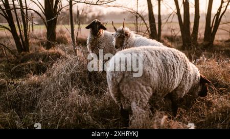 Le pecore del Suffolk ungherese e del Suffolk inglese pascolano su un campo e in una foresta durante il tramonto Foto Stock