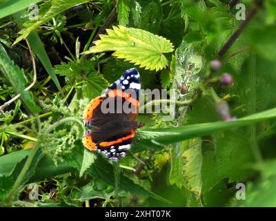 Una farfalla ammiraglio rossa, Vanessa atalanta, che riposa su una foglia. Foto Stock