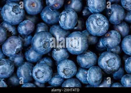 Mirtillo brillante e delizioso o ottimo sfondo al mirtillo. Mucchio di bacche blu scuro. Superfood organico antiossidante. Spuntino salutare. Vista dall'alto. Palude Foto Stock