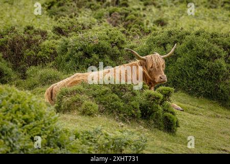 Highland mucca in Dartmoor Foto Stock